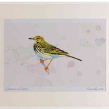 A2 tree pipit