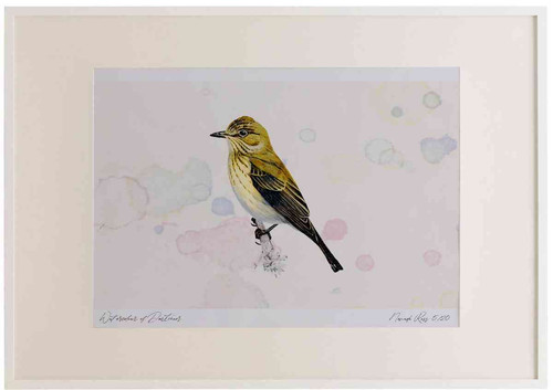 A2 spotted flycatcher.jpg