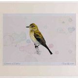 A2 spotted flycatcher