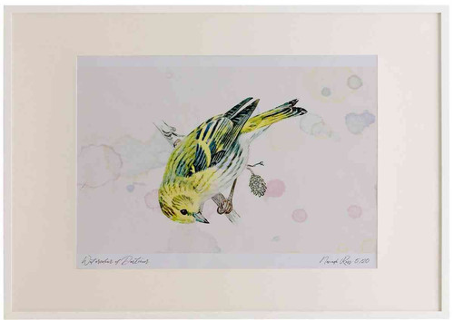 A2 siskin female.jpg