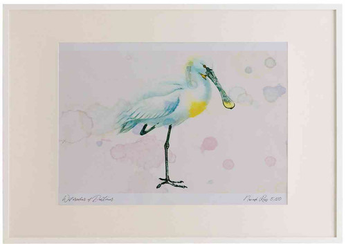 A2 spoonbill adult.jpg