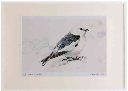 A2 snow bunting male breeding plumage.jpg