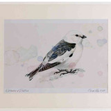A2 snow bunting male breeding plumage