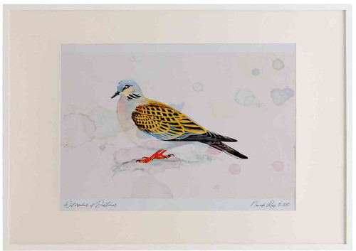 A2 turtle dove.jpg