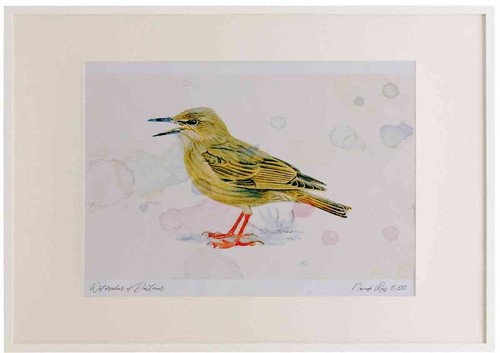 A2 starling juvenile.jpg