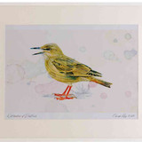 A2 starling juvenile