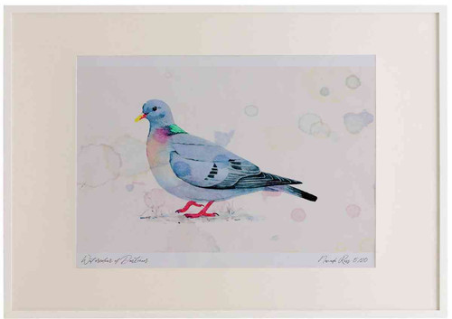 A2 stock dove.jpg