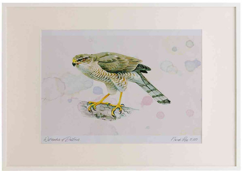 A2 sparrowhawk female.jpg