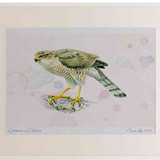A2 sparrowhawk female