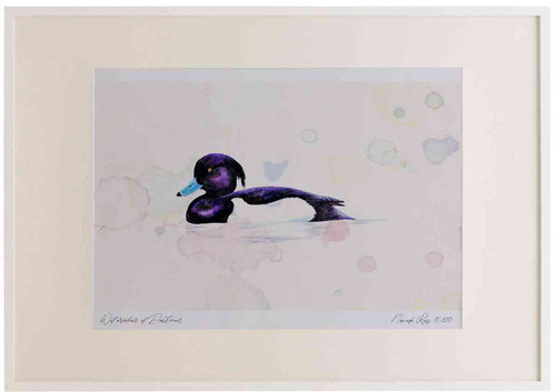A2 tufted duck male.jpg