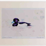 A2 tufted duck male