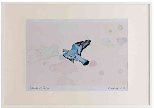 A2 stock dove inflight.jpg