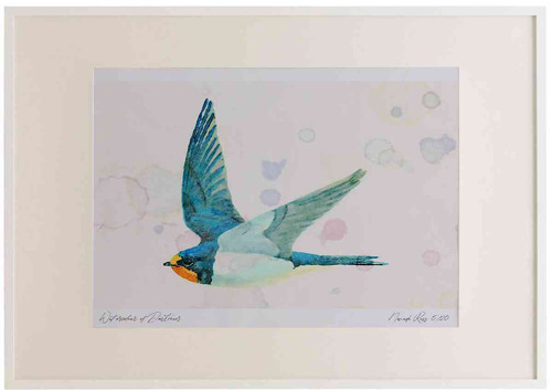 A2 swallow juvenile.jpg