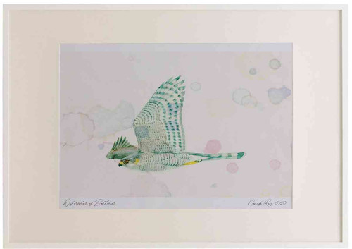 A2 sparrowhawk female inflight.jpg