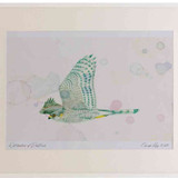 A2 sparrowhawk female inflight