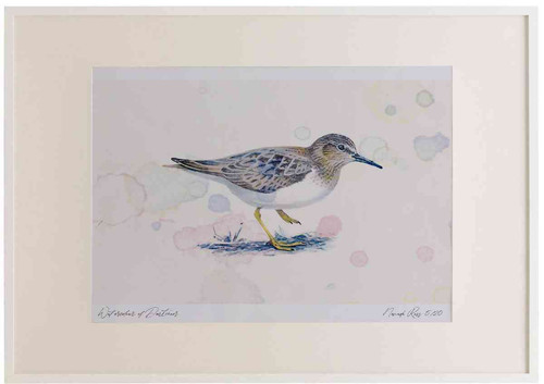 A2 temminck s stint.jpg