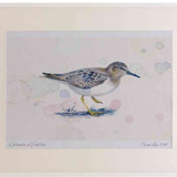 A2 temminck s stint