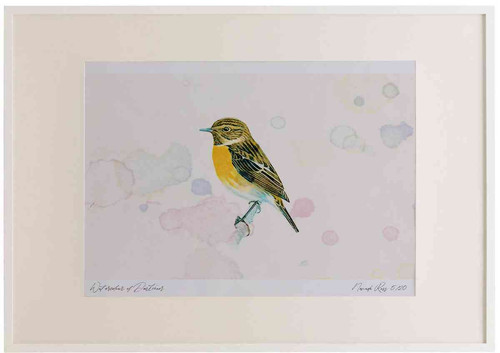 A2 stonechat female.jpg