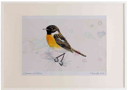 A2 stonechat male.jpg