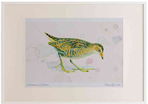 A2 spotted crake juvenile.jpg