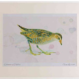 A2 spotted crake juvenile