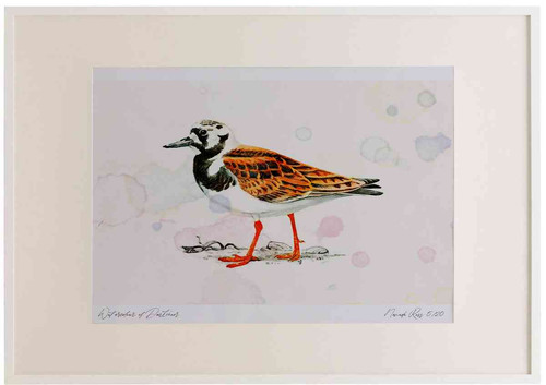 A2 turnstone breeding plumage.jpg