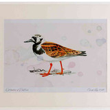 A2 turnstone breeding plumage