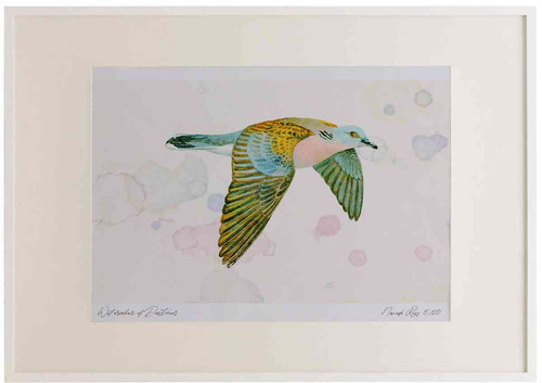 A2 turtle dove inflight.jpg