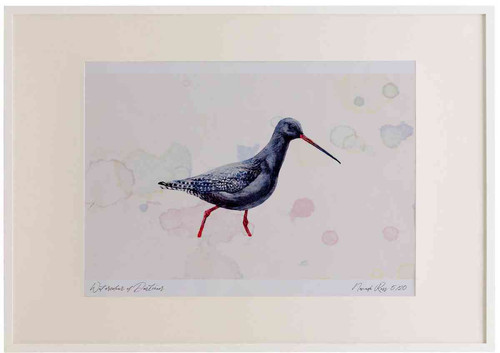 A2 spotted redshank breeding plumage.jpg