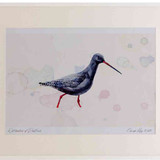 A2 spotted redshank breeding plumage