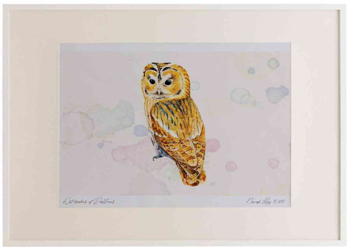 A2 tawny owl adult.jpg