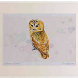 A2 tawny owl adult