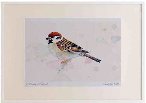 A2 tree sparrow.jpg