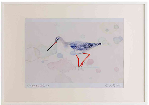 A2 spotted redshank nonbreeding plumage.jpg