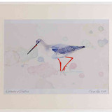 A2 spotted redshank nonbreeding plumage