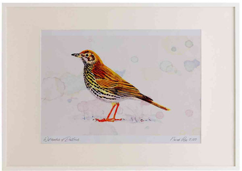 A2 song thrush.jpg