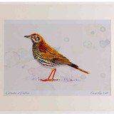 A2 song thrush