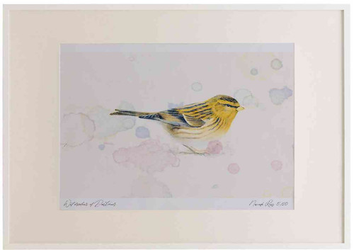 A2 twite.jpg