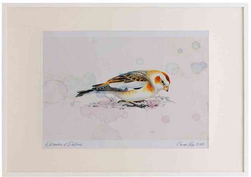 A2 snow bunting female firstwinter.jpg