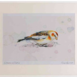 A2 snow bunting female firstwinter