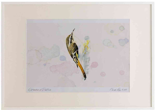 A2 treecreeper.jpg