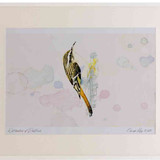 A2 treecreeper