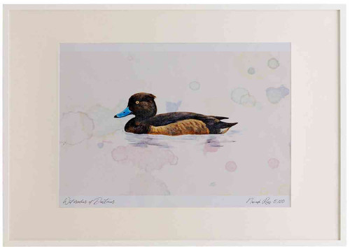 A2 tufted duck female.jpg