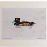 A2 tufted duck female