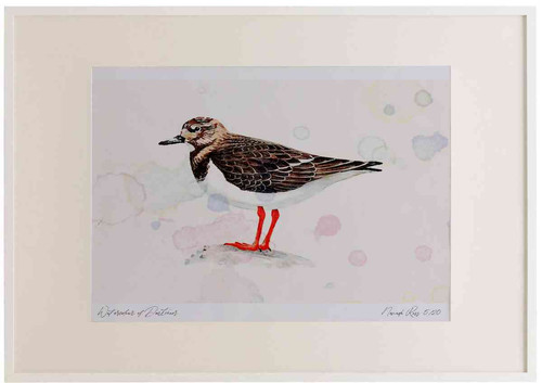 A2 turnstone nonbreeding plumage.jpg