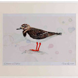 A2 turnstone nonbreeding plumage