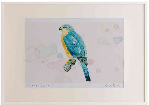 A2 sparrowhawk male.jpg