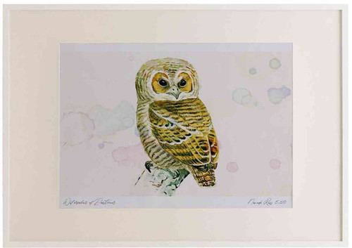 A2 tawny owl juvenile.jpg