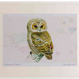 A2 tawny owl juvenile