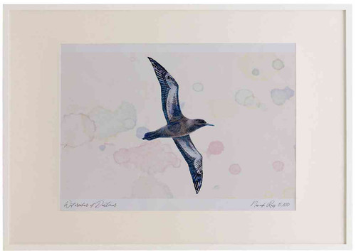 A2 sooty shearwater inflight.jpg